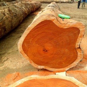 Тропическая древесина
